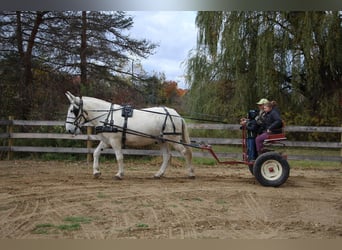 Mulo, Caballo castrado, 11 años, 170 cm, White/Blanco