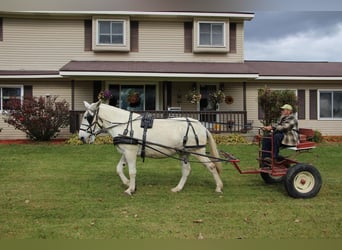 Mulo, Caballo castrado, 11 años, 170 cm, White/Blanco