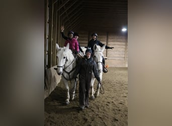 Mulo, Caballo castrado, 11 años, 170 cm, White/Blanco