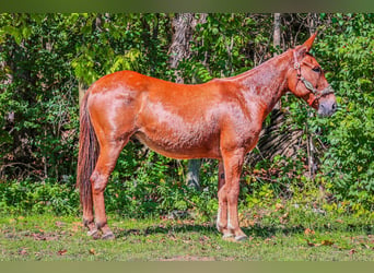 Mulo, Caballo castrado, 11 años, Alazán-tostado