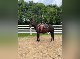 Mulo, Caballo castrado, 11 años, Negro