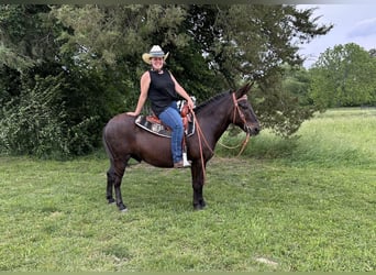 Mulo, Caballo castrado, 11 años, Negro