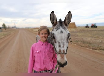 Mulo, Caballo castrado, 12 años, 127 cm, Castaño-ruano