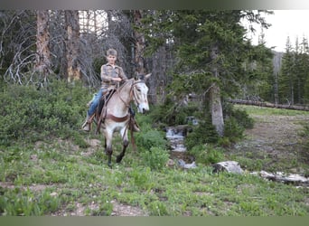 Mulo, Caballo castrado, 12 años, 127 cm, Castaño-ruano