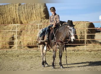 Mulo, Caballo castrado, 12 años, 127 cm, Castaño-ruano