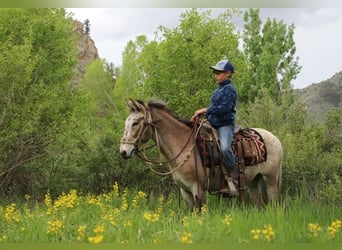 Mulo, Caballo castrado, 12 años, 127 cm, Castaño-ruano