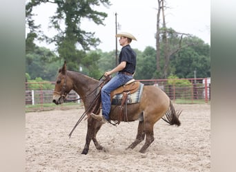 Mulo, Caballo castrado, 12 años, 140 cm, Castaño rojizo