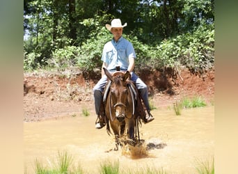 Mulo, Caballo castrado, 12 años, 140 cm, Castaño rojizo