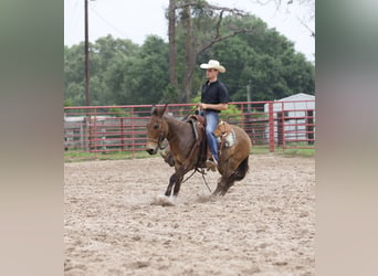 Mulo, Caballo castrado, 12 años, 140 cm, Castaño rojizo