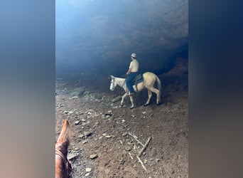 Mulo, Caballo castrado, 12 años, 145 cm, Tordo