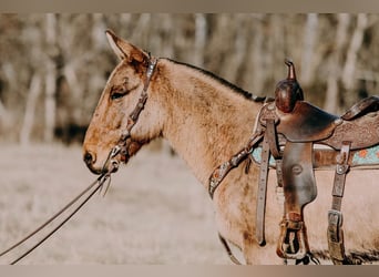 Mulo, Caballo castrado, 12 años, 150 cm, Bayo