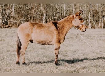 Mulo, Caballo castrado, 12 años, 150 cm, Bayo
