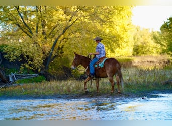 Mulo, Caballo castrado, 12 años, 150 cm, Ruano alazán