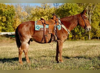 Mulo, Caballo castrado, 12 años, 150 cm, Ruano alazán