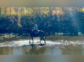 Mulo, Caballo castrado, 12 años, 150 cm, Ruano alazán