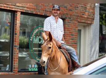 Mulo, Caballo castrado, 12 años, 152 cm, Alazán-tostado