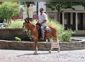 Mulo, Caballo castrado, 12 años, 152 cm, Alazán-tostado