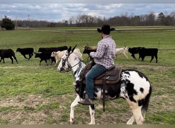 Mulo, Caballo castrado, 12 años, 152 cm, Tobiano-todas las-capas