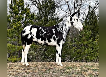 Mulo, Caballo castrado, 12 años, 152 cm, Tobiano-todas las-capas