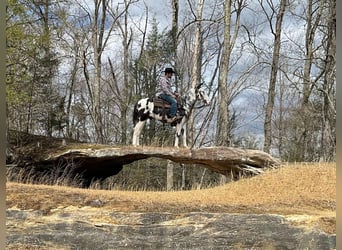 Mulo, Caballo castrado, 12 años, 152 cm, Tobiano-todas las-capas