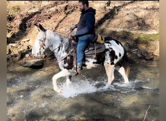 Mulo, Caballo castrado, 12 años, 152 cm, Tobiano-todas las-capas