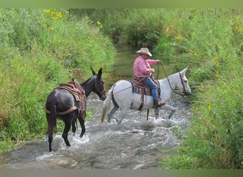 Mulo, Caballo castrado, 12 años, 152 cm, Tordo