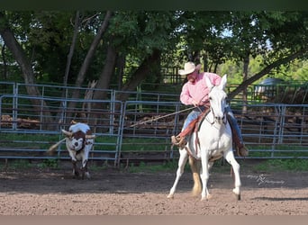 Mulo, Caballo castrado, 12 años, 152 cm, Tordo