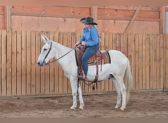 Mulo, Caballo castrado, 12 años, 152 cm, Tordo