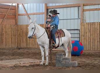 Mulo, Caballo castrado, 12 años, 152 cm, Tordo