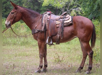 Mulo, Caballo castrado, 12 años, 155 cm, Alazán rojizo
