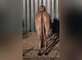 Mulo, Caballo castrado, 12 años, 155 cm, Bayo