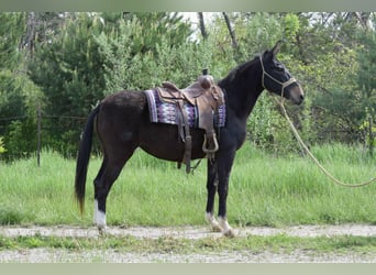 Mulo, Caballo castrado, 12 años, 155 cm, Negro