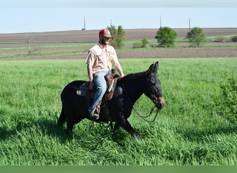 Mulo, Caballo castrado, 12 años, 155 cm, Negro