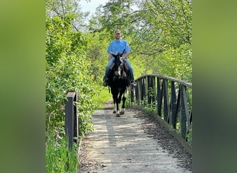 Mulo, Caballo castrado, 12 años, 155 cm, Negro