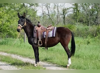 Mulo, Caballo castrado, 12 años, 155 cm, Negro