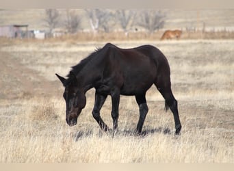 Mulo, Caballo castrado, 12 años, 157 cm, Negro