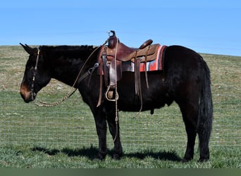 Mulo, Caballo castrado, 12 años, 157 cm, Negro