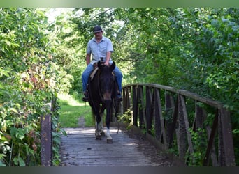 Mulo, Caballo castrado, 12 años, 157 cm, Negro