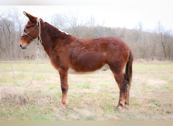 Mulo, Caballo castrado, 12 años, Alazán rojizo