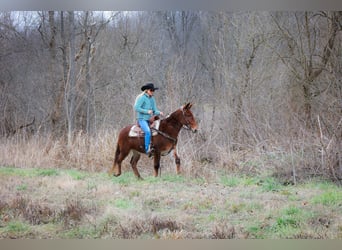 Mulo, Caballo castrado, 12 años, Alazán rojizo