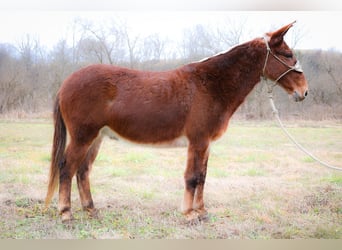 Mulo, Caballo castrado, 12 años, Alazán rojizo