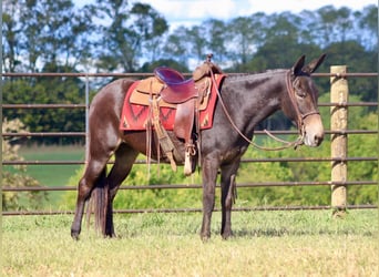 Mulo, Caballo castrado, 12 años, Castaño rojizo