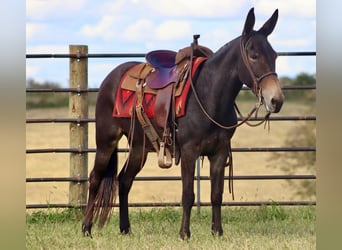 Mulo, Caballo castrado, 12 años, Castaño rojizo