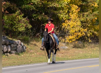 Mulo, Caballo castrado, 12 años, Negro