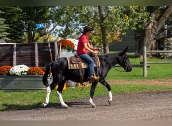 Mulo, Caballo castrado, 12 años, Negro