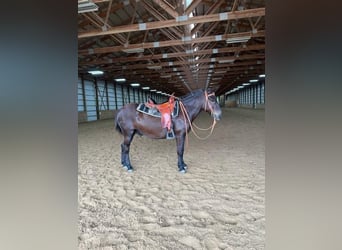 Mulo, Caballo castrado, 12 años, Negro