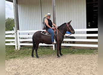 Mulo, Caballo castrado, 12 años, Negro