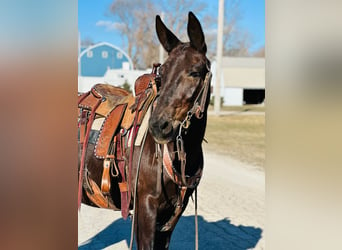 Mulo, Caballo castrado, 12 años, Negro