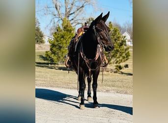 Mulo, Caballo castrado, 12 años, Negro