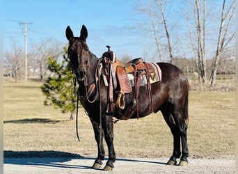 Mulo, Caballo castrado, 12 años, Negro